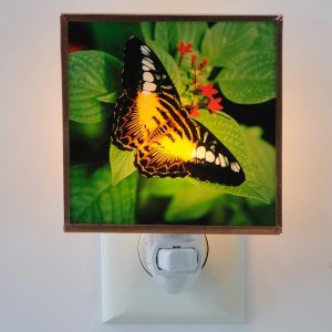 Nymphalidae Night Light